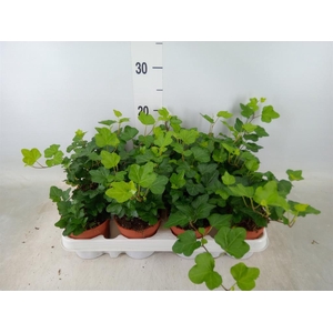 Hedera helix 'Wonder'