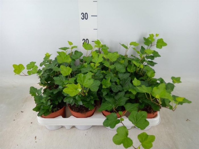 <h4>Hedera helix 'Wonder'</h4>