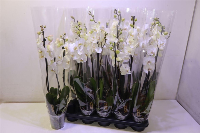 <h4>Phal Ov Wit</h4>