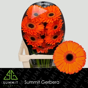 Gerbera Applause Flowerracket