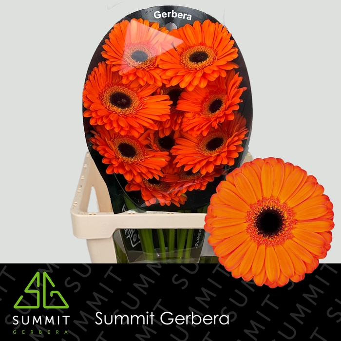 <h4>Gerbera Applause Flowerracket</h4>