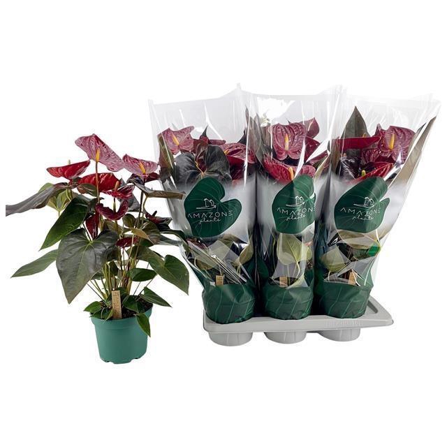 <h4>ANTHU AN DELICATA</h4>