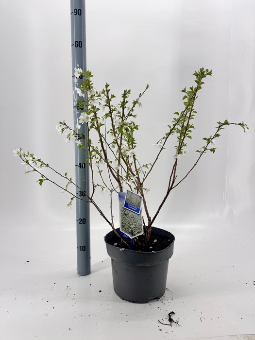 <h4>PRUN INCISA</h4>