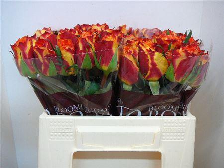 <h4>R Gr Silantoi@</h4>