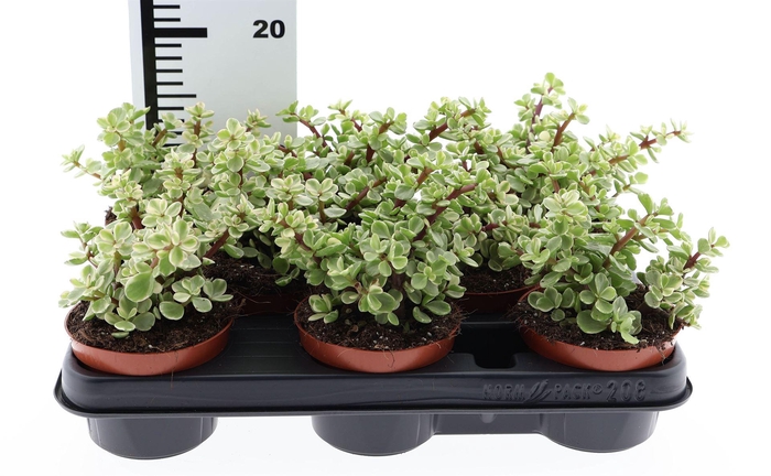 <h4>Succulents   ...</h4>