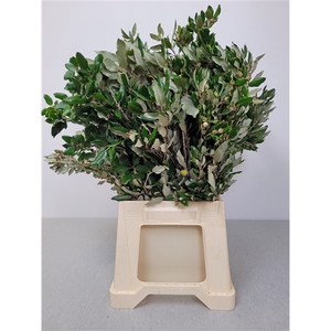 QUERCUS ILEX PB