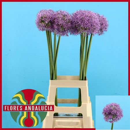 <h4>Allium Globemaster</h4>