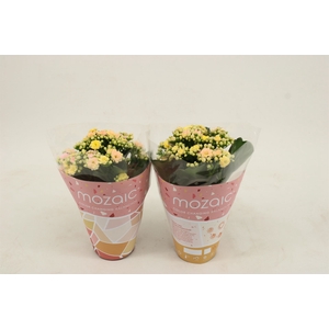 Kalanchoe blos. 'Deco Tweed'