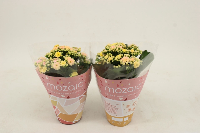 <h4>Kalanchoe blos. 'Deco Tweed'</h4>