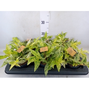 Pellionia repens