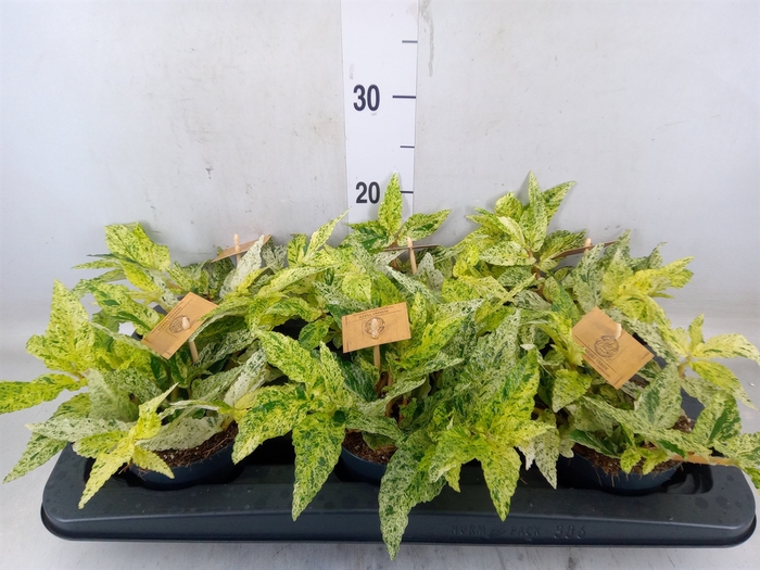 <h4>Pellionia repens</h4>