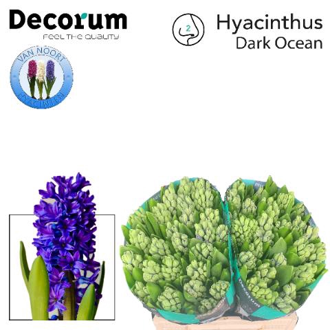 <h4>Hyac Dark Ocean 2x25</h4>