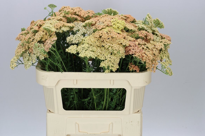 Achillea Molly