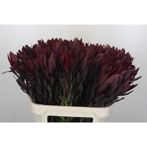 Leucadendron Saf Sunset Dark R.