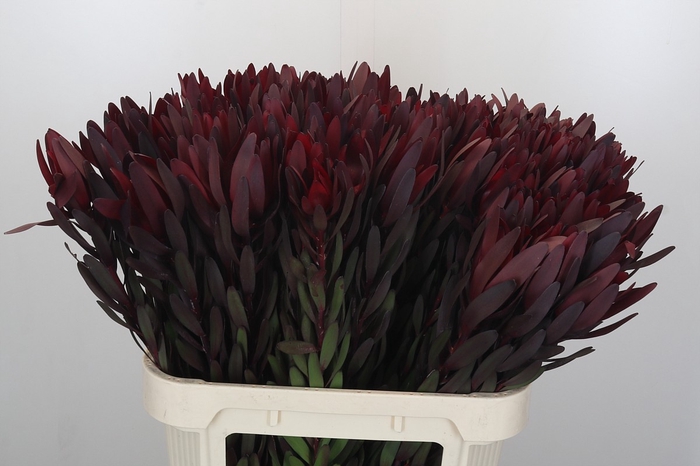 <h4>Leucadendron Saf Sunset Dark R.</h4>