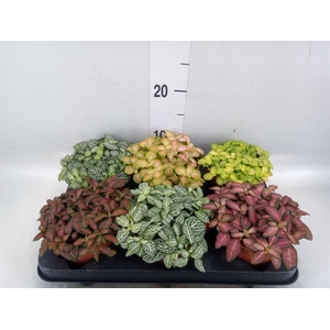 Fittonia   ...mix