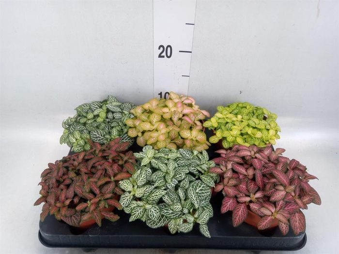 <h4>Fittonia   ...mix</h4>