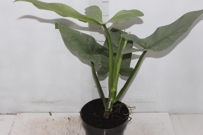 <h4>CURCUMA RED TORCH P17</h4>