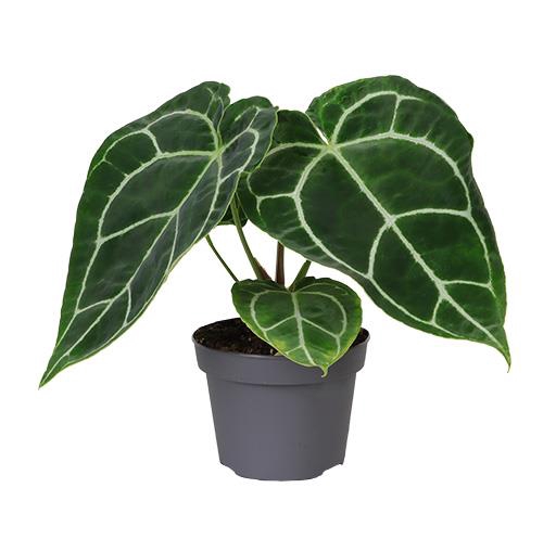 <h4>ANTHURIUM ANDRAEANUM-HYBRID P12</h4>