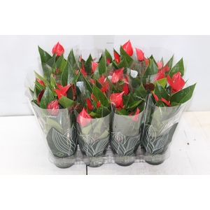 ANTHURIUM MINI MILLION PURE P09