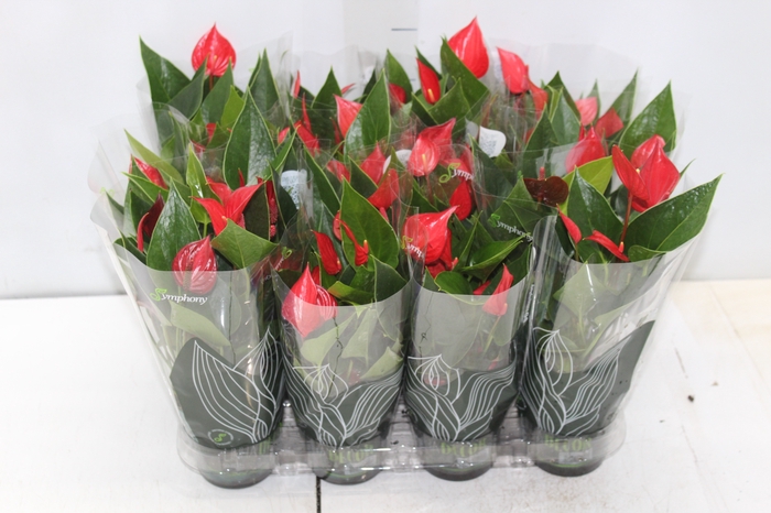 <h4>ANTHURIUM MINI MILLION PURE P09</h4>