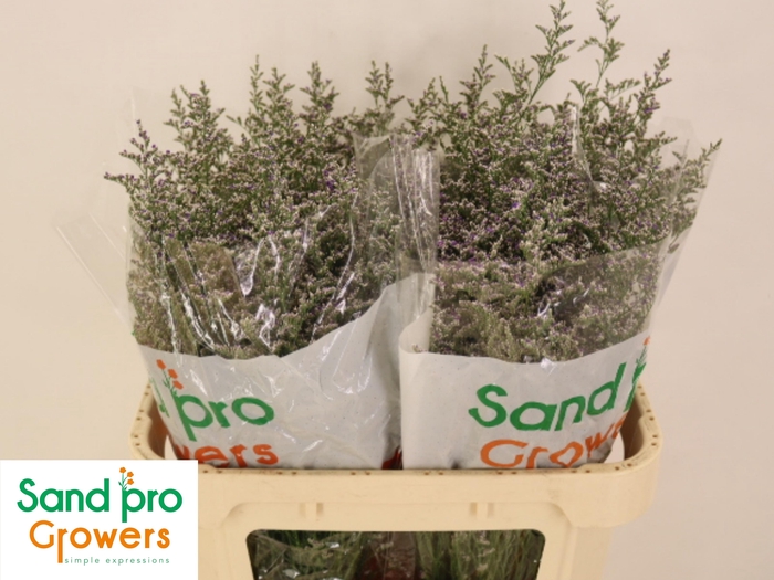 <h4>LIM MISTY BLUE</h4>