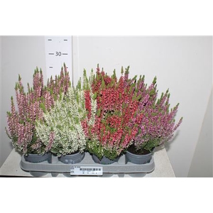 Callu Bl Mixk