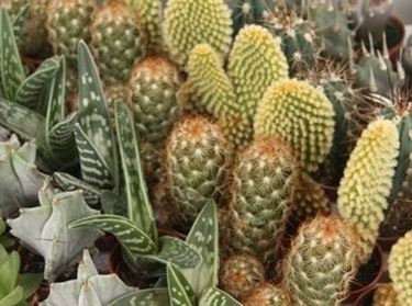 <h4>Cactus overig</h4>