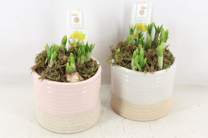 <h4>arr4 Narcis FL - Ker. pot Sandy x6</h4>