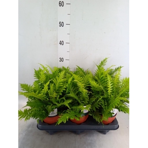 Blechnum gibbum 'Silver Lady'