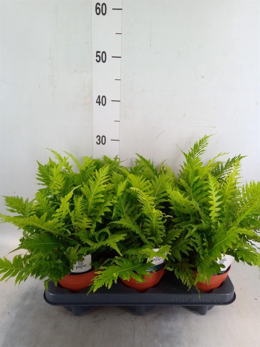<h4>Blechnum gibbum 'Silver Lady'</h4>