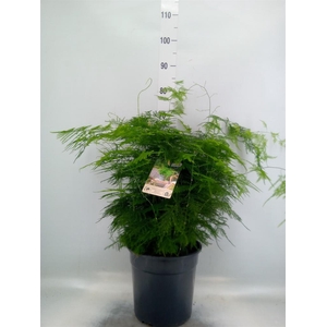 Asparagus setaceus
