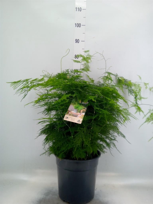 <h4>Asparagus setaceus</h4>