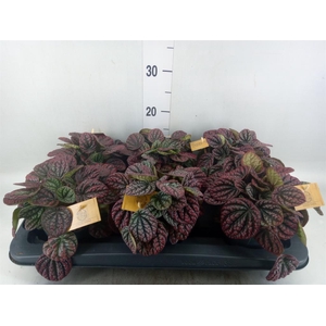 Peperomia