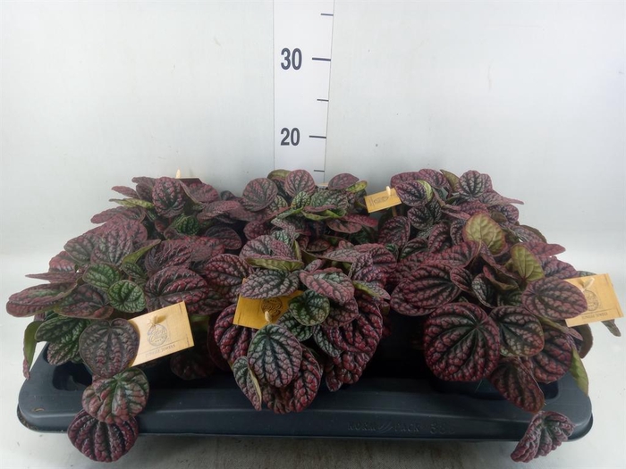 <h4>Peperomia</h4>