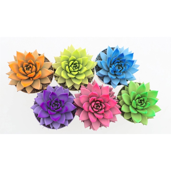 <h4>Echeveria  'Miranda'</h4>
