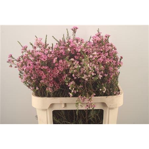 Chamelaucium Adi Pink