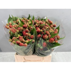 RUBUS FR CHESTER
