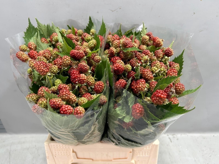<h4>RUBUS FR CHESTER</h4>