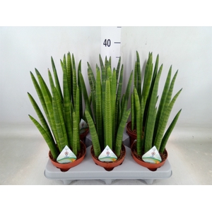 Sansevieria cyl.  ...