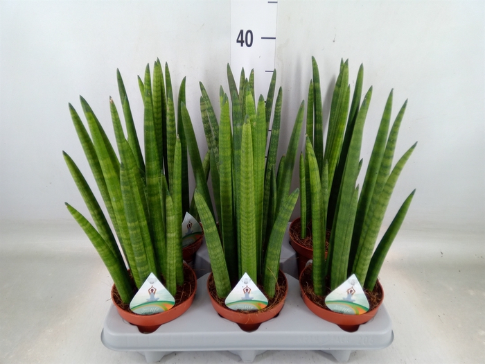 <h4>Sansevieria cyl.  ...</h4>