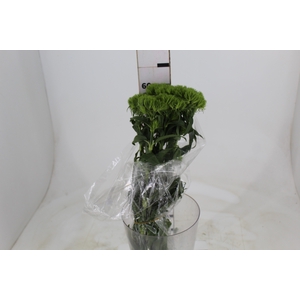 DIANTHUS GREEN BALL 060 CM