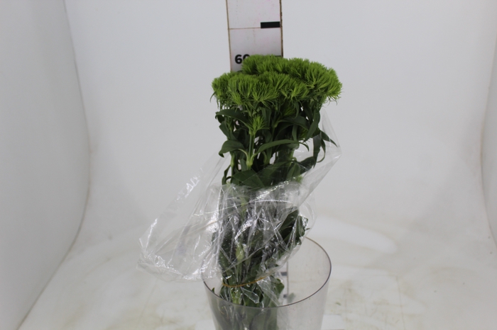 <h4>DIANTHUS GREEN BALL 060 CM</h4>