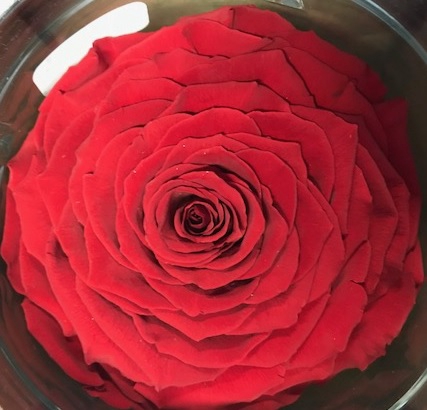 <h4>Roos XXL Red-02</h4>