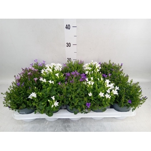 Campanula porten.