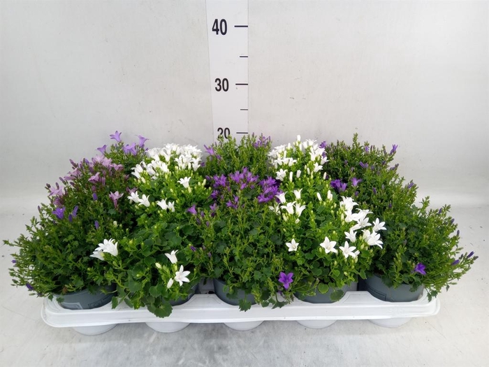 <h4>Campanula porten.</h4>
