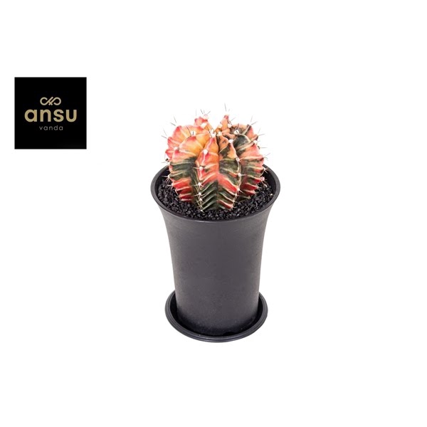 <h4>Gymno Cactus 'Variegated' XL</h4>