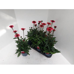 ECHINA SOM SALSA RED