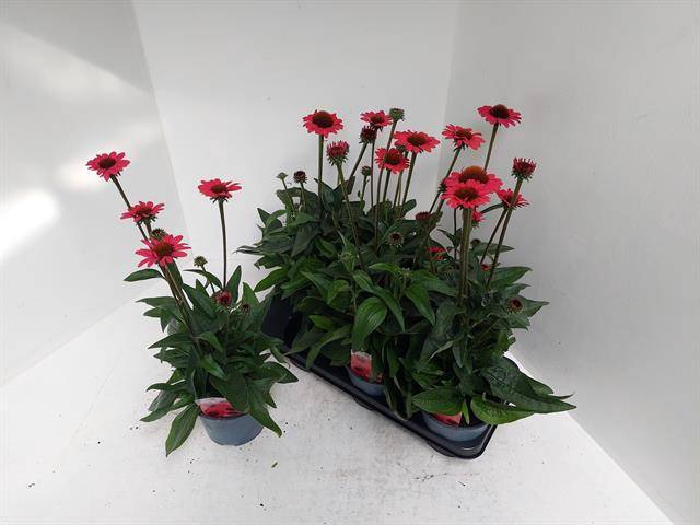 <h4>ECHINA SOM SALSA RED</h4>