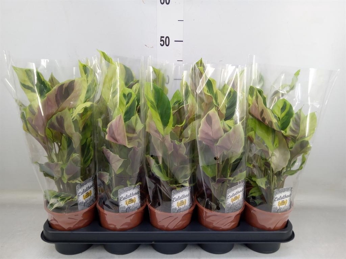 <h4>Calathea 'Fusion Yellow'</h4>